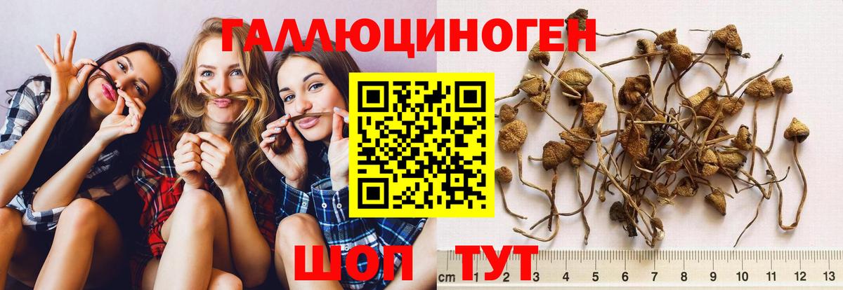 Галлюциногенные грибы GOLDEN TEACHER  Галлюциногенные грибы Cubensis  Калач-на-Дону  Вход с VPN 