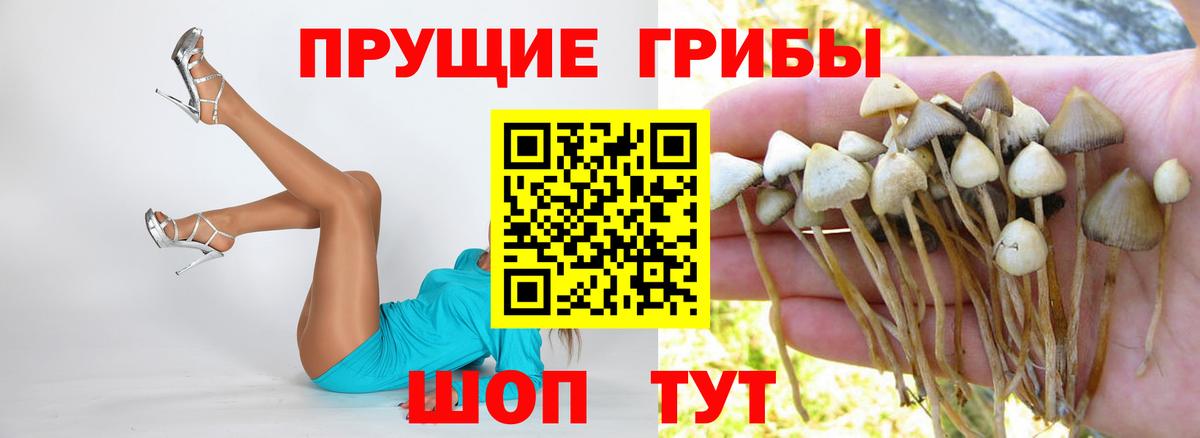 Галлюциногенные грибы Cubensis Калач-на-Дону